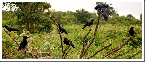DSC_0603 DSC_0603