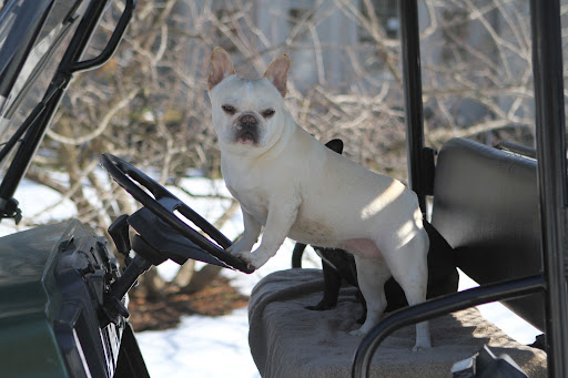 I have an idea!  Let's go see our friends, the donks!