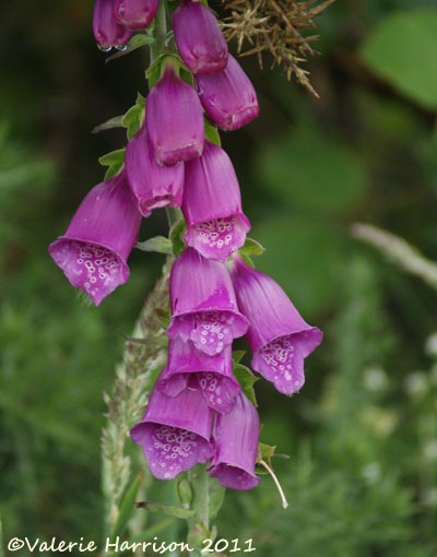 [2-foxglove%255B2%255D.jpg]