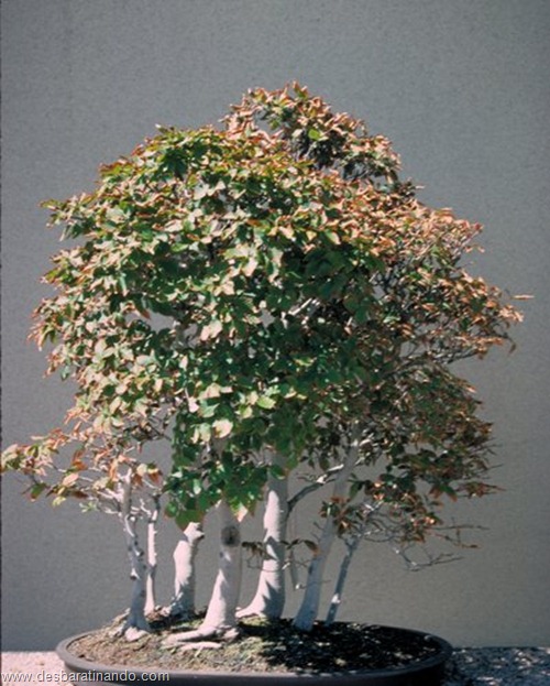 Bonsai - miniature Japanese beech forest Bonsai - miniature Japanese beech forest