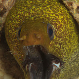 Red Sea Workshop - Moray