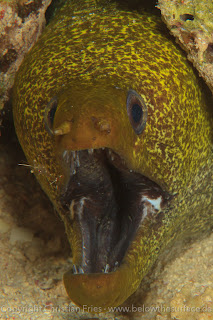 Red Sea Workshop - Moray Red Sea Workshop - Moray