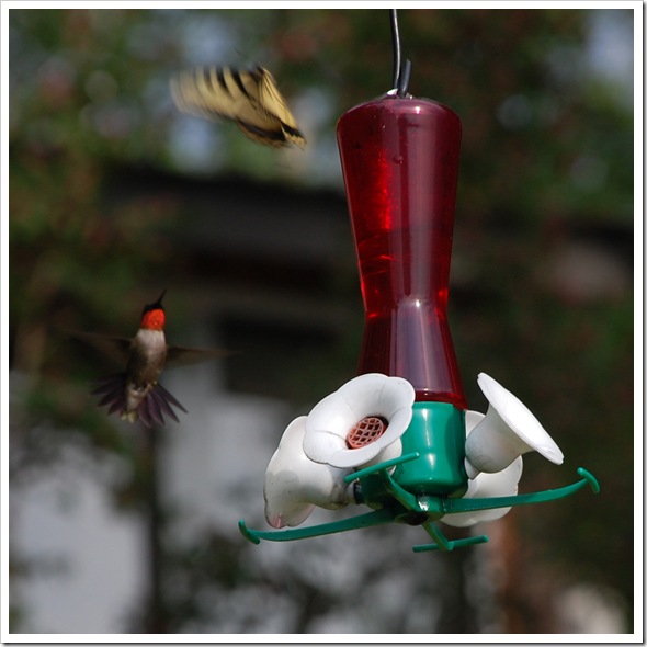 Hummingbird 4