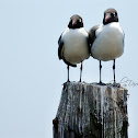 Laughing Gull
