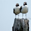 Laughing Gull