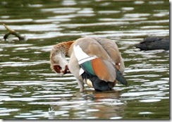 Coombe Abbey CP D50  12-09-2012 13-34-59