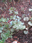 Pretty blue flowers of Brunnera 'Jack Frost' and the emerging pink spikes of Solomon's seal (Polygonatum).