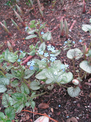 Pretty blue flowers of Brunnera 'Jack Frost' and the emerging pink spikes of Solomon's seal (Polygonatum).