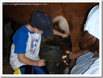 Goofy Milking a Cow by hand