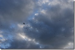 DSC04124 DSC04124