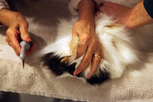Long haired cats, like all of us, should really be brushed once a day to stave off mats, remove dirt, and distribute oil throughout our coats.  Short haired cats need brushing, but just once a week.