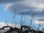 A hawk can swoop down at any time and grab you in its big sharp talons.  I'm told they can even nab you in mid-flight!  Imagine, birds eating birds!  Who can figure it?