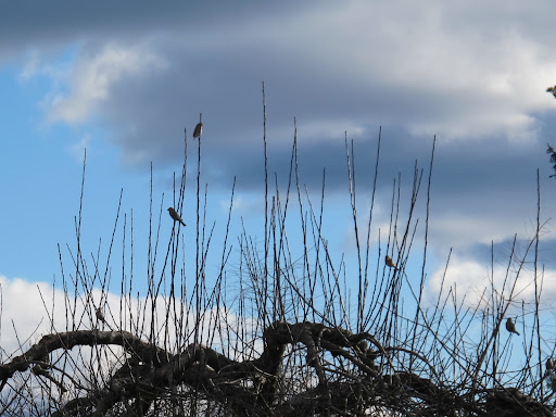 A hawk can swoop down at any time and grab you in its big sharp talons.  I'm told they can even nab you in mid-flight!  Imagine, birds eating birds!  Who can figure it?
