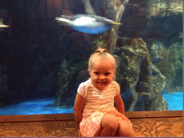 Aquarium - Chloe by penguins Aquarium - Chloe by penguins