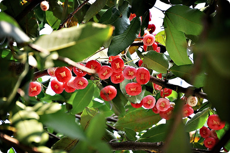 Wax-apples