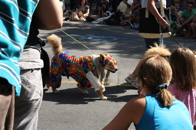Dogtoberfest 064