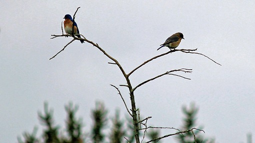 Bluebirds Bluebirds