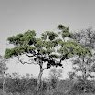 Kruger - 06 octobre 2009 - 023.jpg