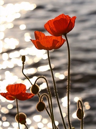 [poppies%255B3%255D.jpg]