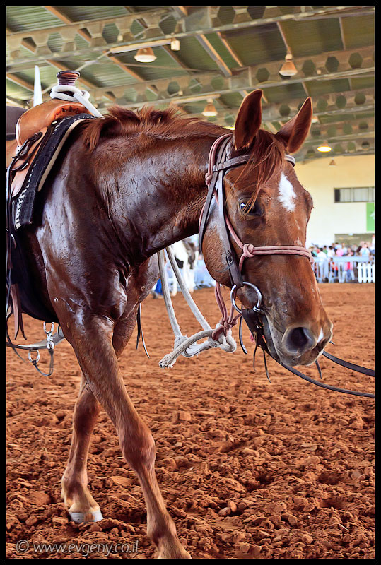 il/Фото: Stallion Show 2011 (20110416 stllion show 081 2356)