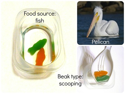 Montessori Tidbits:  Bird beak scoop pelican