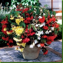 Begonia Pendula Mix Begonia Pendula Mix