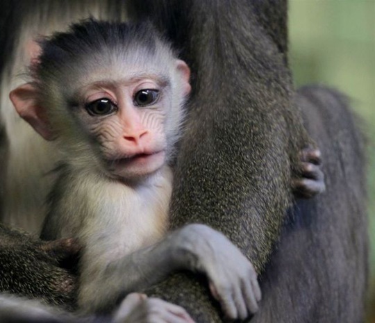[funny-animals-cute-8%255B2%255D.jpg]