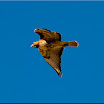 Red-tail Hawk in flight2 Jan 25 09.jpg