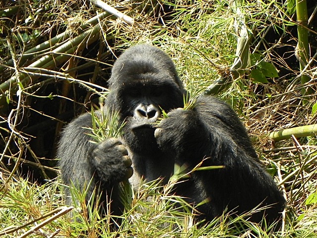 [Rwanda_Gorillas-52.jpg]