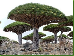 Dracaena draco Dracaena draco