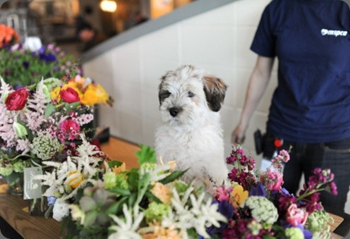 5710427728_16fba7fd74_o Petalena 5710427728_16fba7fd74_o Petalena