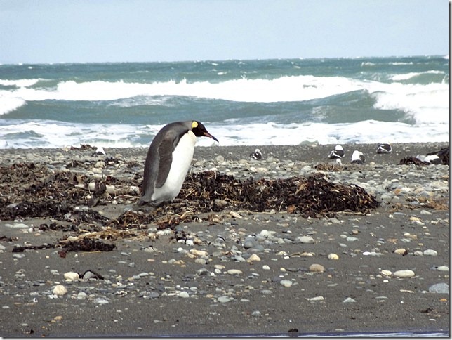 King_Penguins_DSC01038 King_Penguins_DSC01038