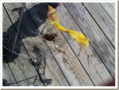 first crab first crab