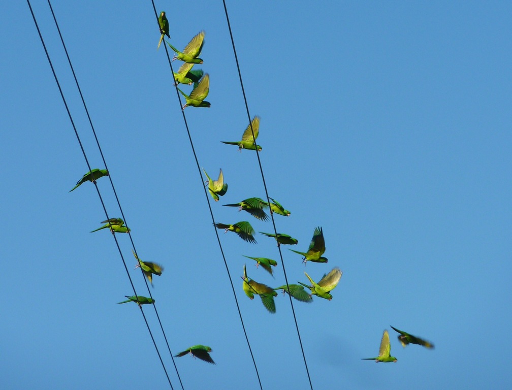 [Green%2520Parakeets%2520coming%2520in%2520for%2520a%2520landing%2520on%2520power%2520lines%2520Mission%252C%2520Texas%255B4%255D.jpg]