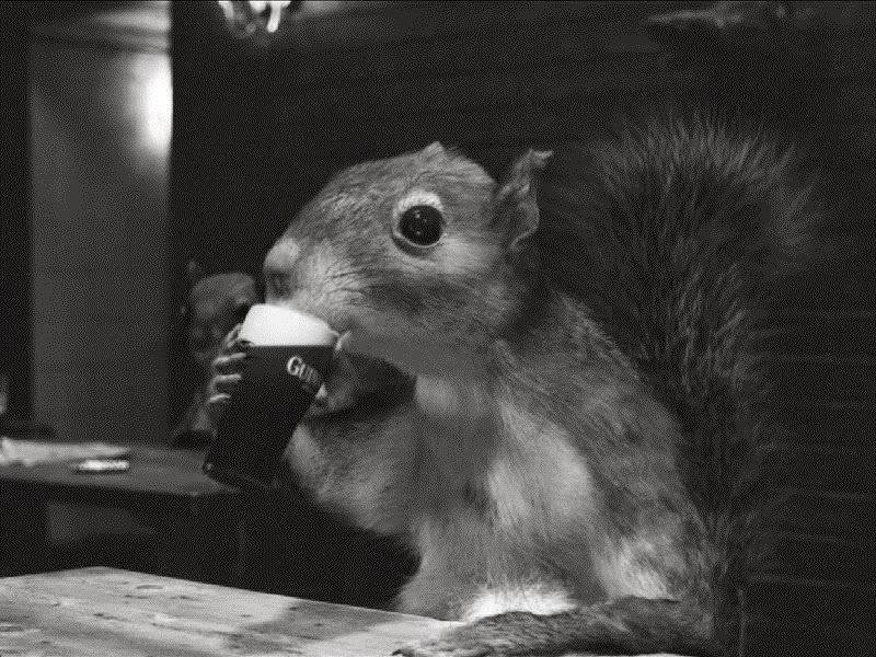 [a%2520squirrel%2520and%2520his%2520guinness_Draught4%255B3%255D.jpg]