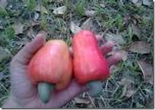 pestisida-nabati-kulit-jambu-mete pestisida-nabati-kulit-jambu-mete