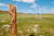 The Deer Stones of Mongolia
