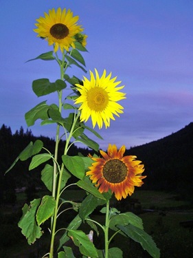 [sunflowermulti22.jpg]