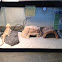 Bearded Dragon