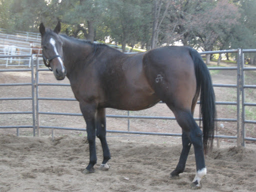 After a 6 month hospitalization, Phoenix was fully recovered and practically unrecognizable compared to how he was found. Yes, this is the same horse!