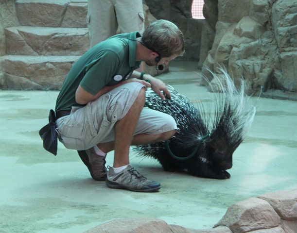 [porcupine3.jpg]