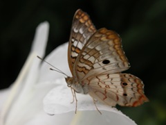 White peacock butterfly on ginger flower