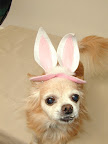 Oops!  I mean real bunnies!