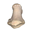 phalanx_foot_distal_1st_right.jpg