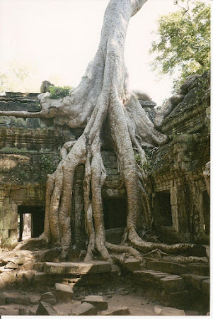 Angkor Wat: The trees of Angkor