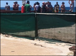 australian-brown-snake-beach (2)