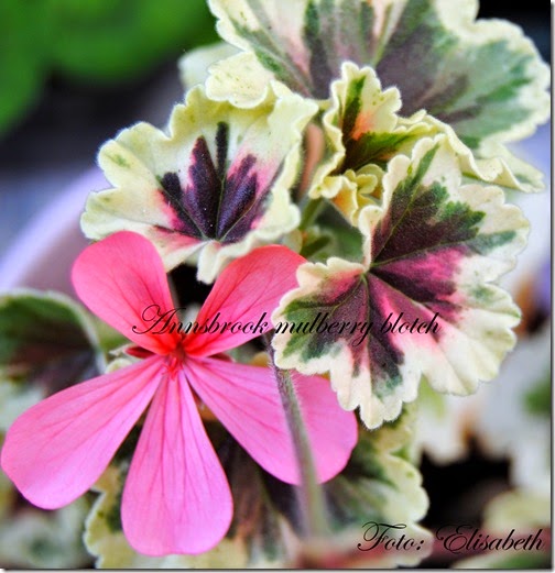 Pelargonium 16 juni -14 071 Pelargonium 16 juni -14 071