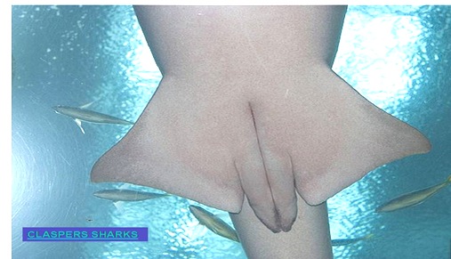 CLASPERS-SHARKS1 CLASPERS-SHARKS1