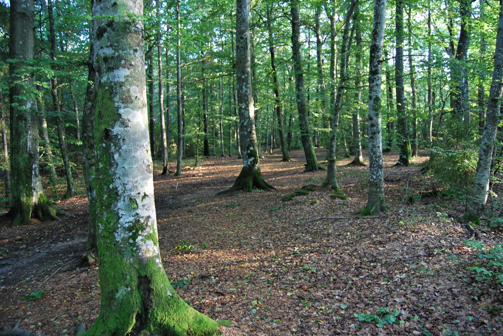 [Tur%2520i%2520skogen%2520sept%252011%2520045%255B7%255D.jpg]
