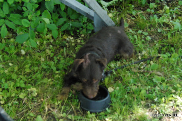Tysk Jaktterrier Tysk Jaktterrier